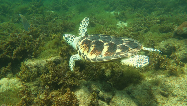 Goodbye Bob | Port Royal Marine Lab